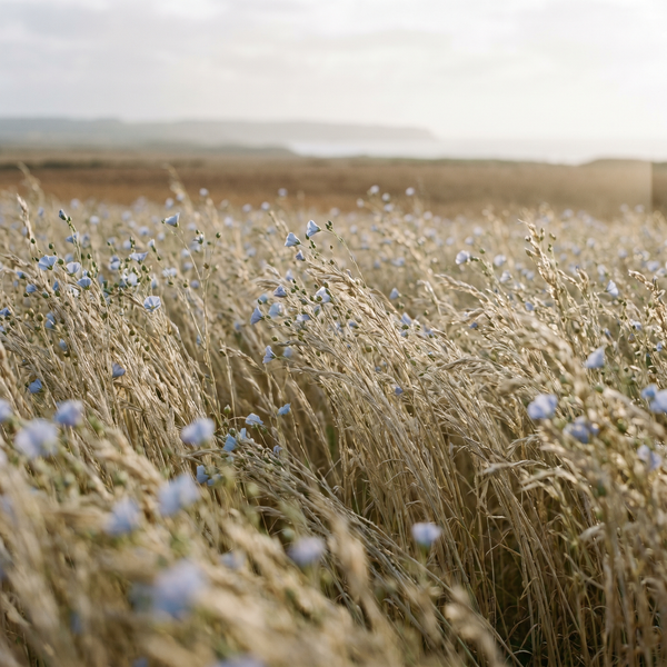 Slow-grown flax